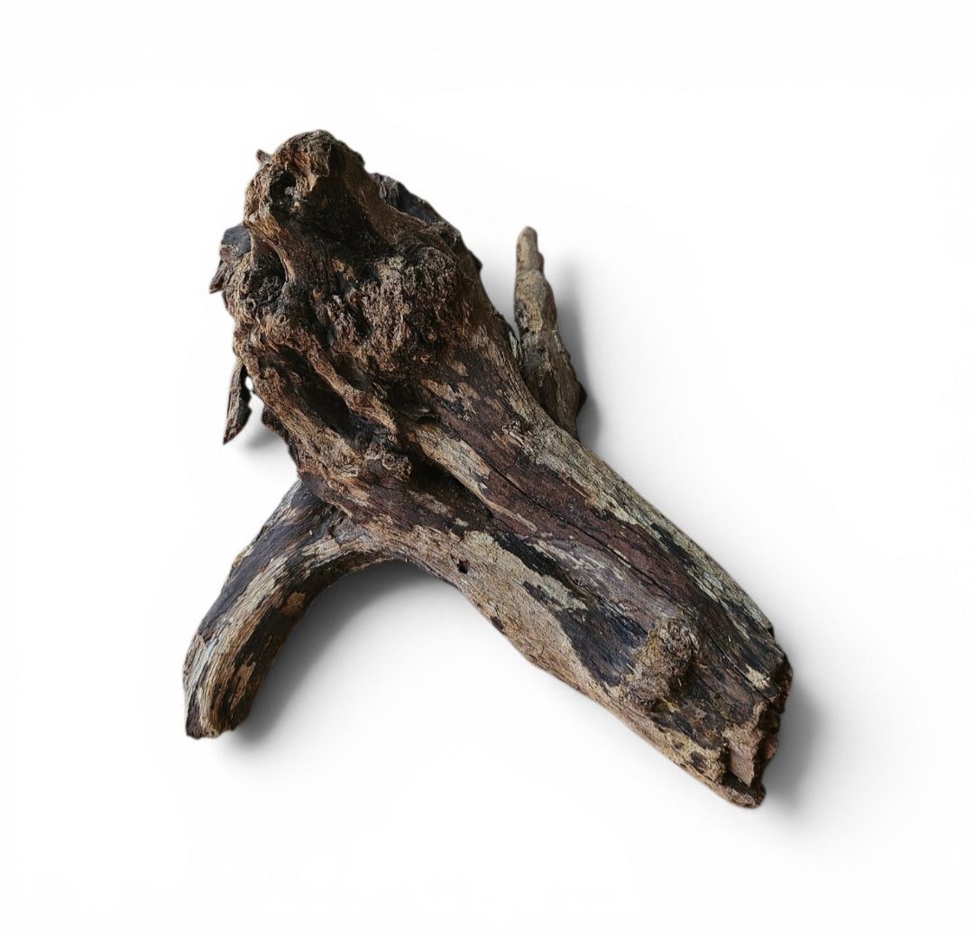 Coral Sinker Wood   Nr.641