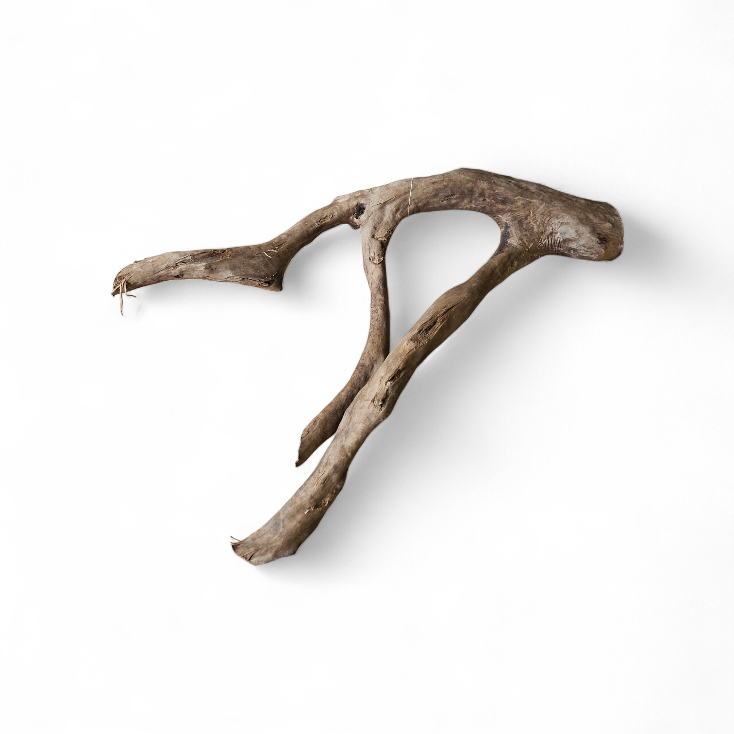 Dunkle Moorwurzel 40-55 cm   Wurzel393