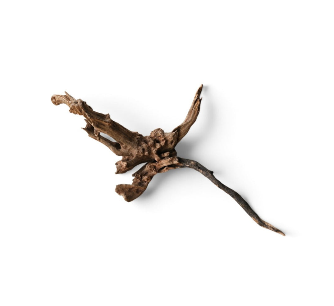 Coral Sinker Wood   Nr.553