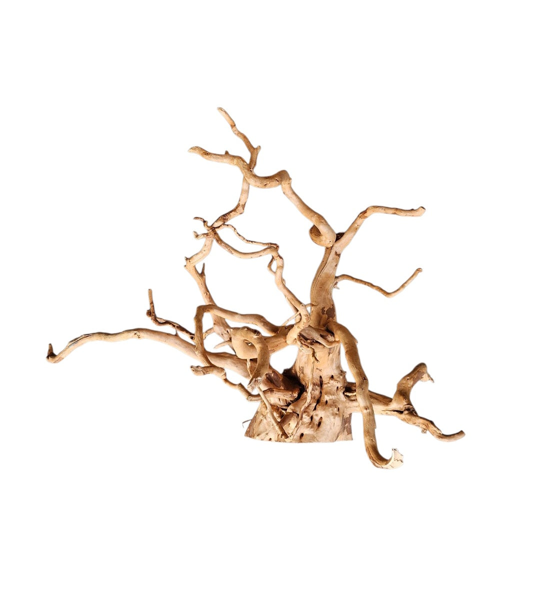 Rote Moorwurzel / Fingerwurzel  Größe XL   Nr.922