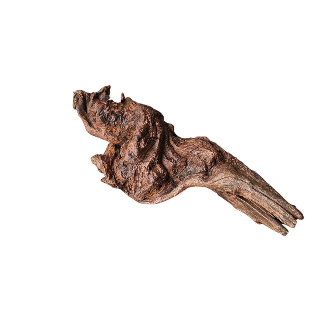 Driftwood / Flusswurzel   Nr. 254
