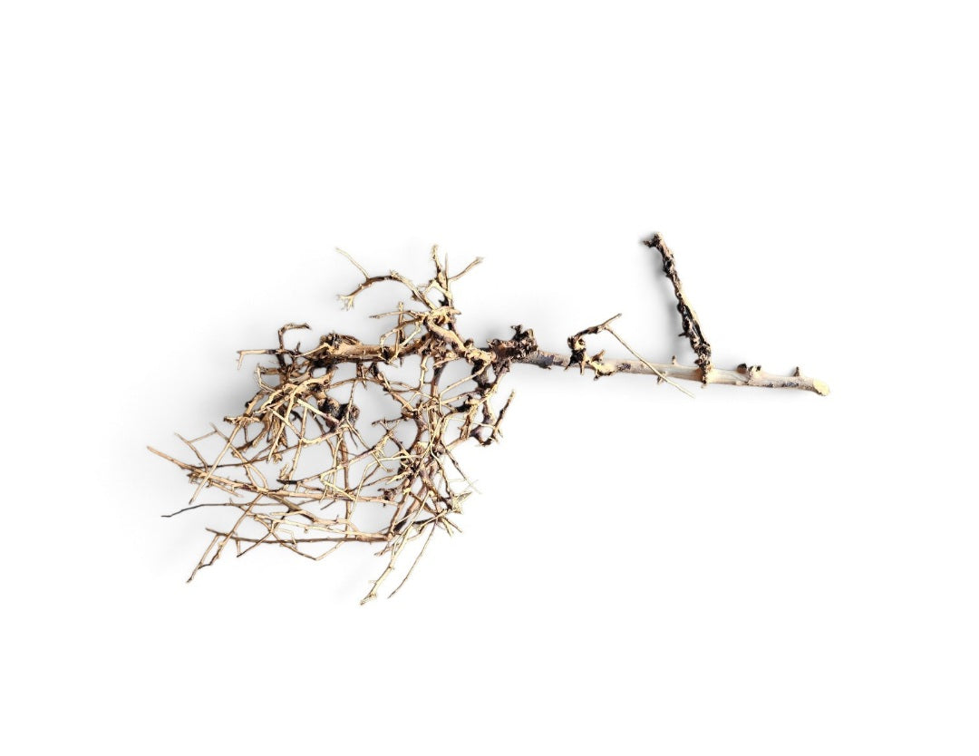 Small tree branches  Nr.671