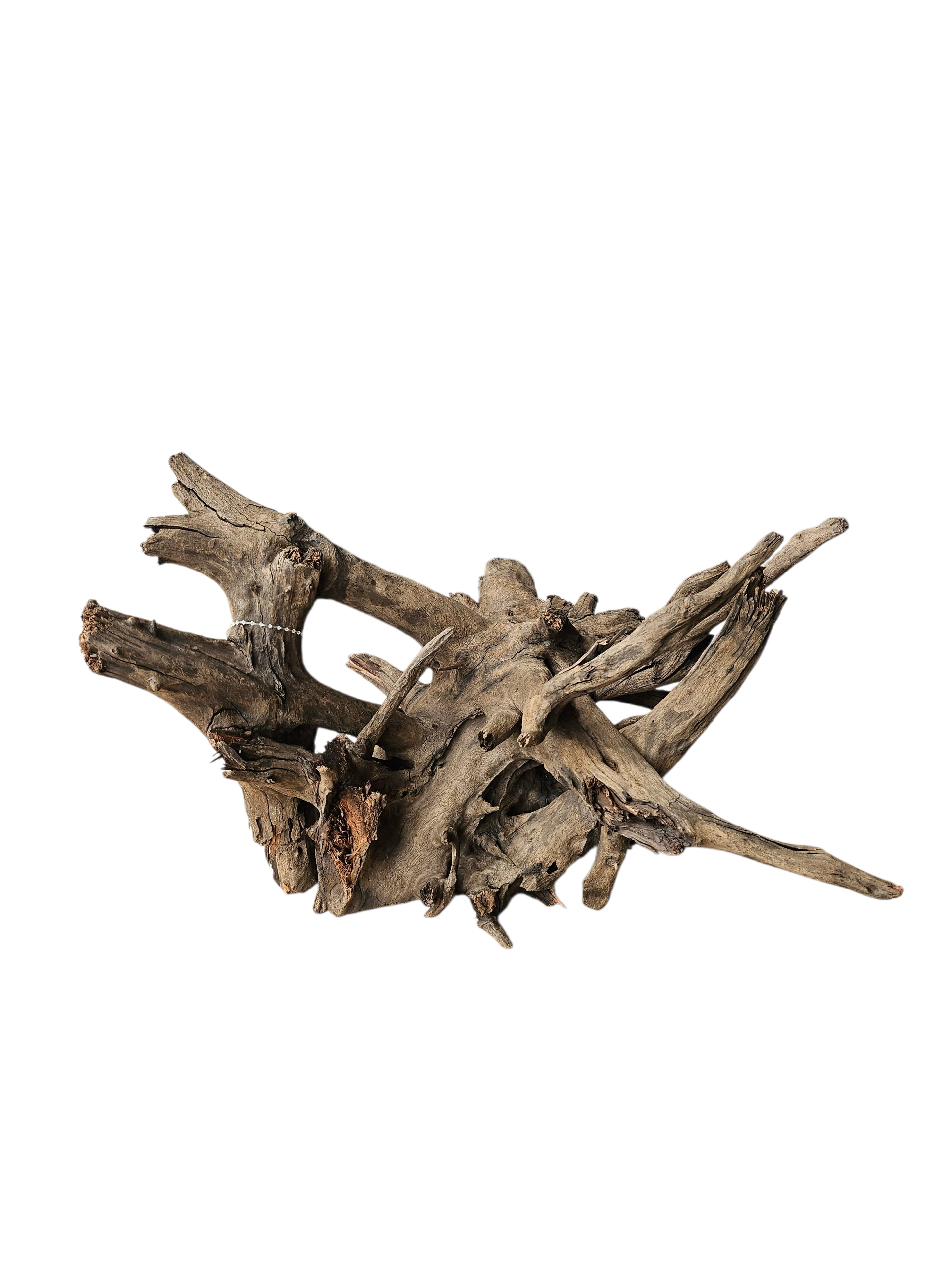 Corbo Wurzel Large  Nr.913