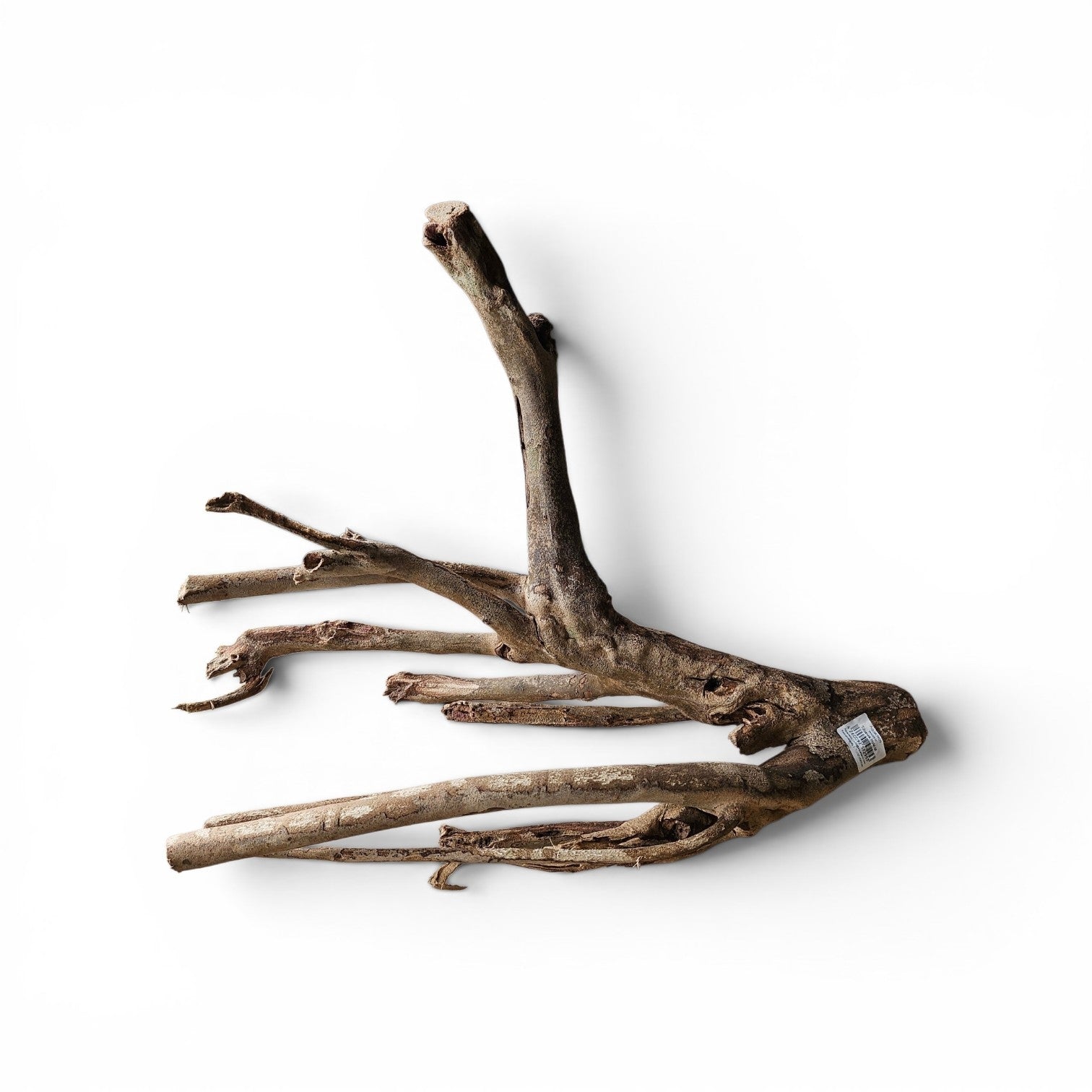Talawa Holz / Wood 50-70 cm   Nr. 775