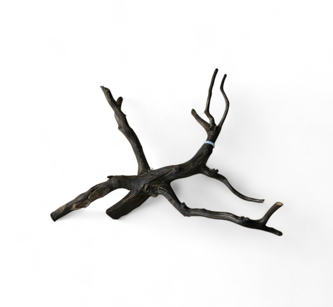 Black Root   Nr.462