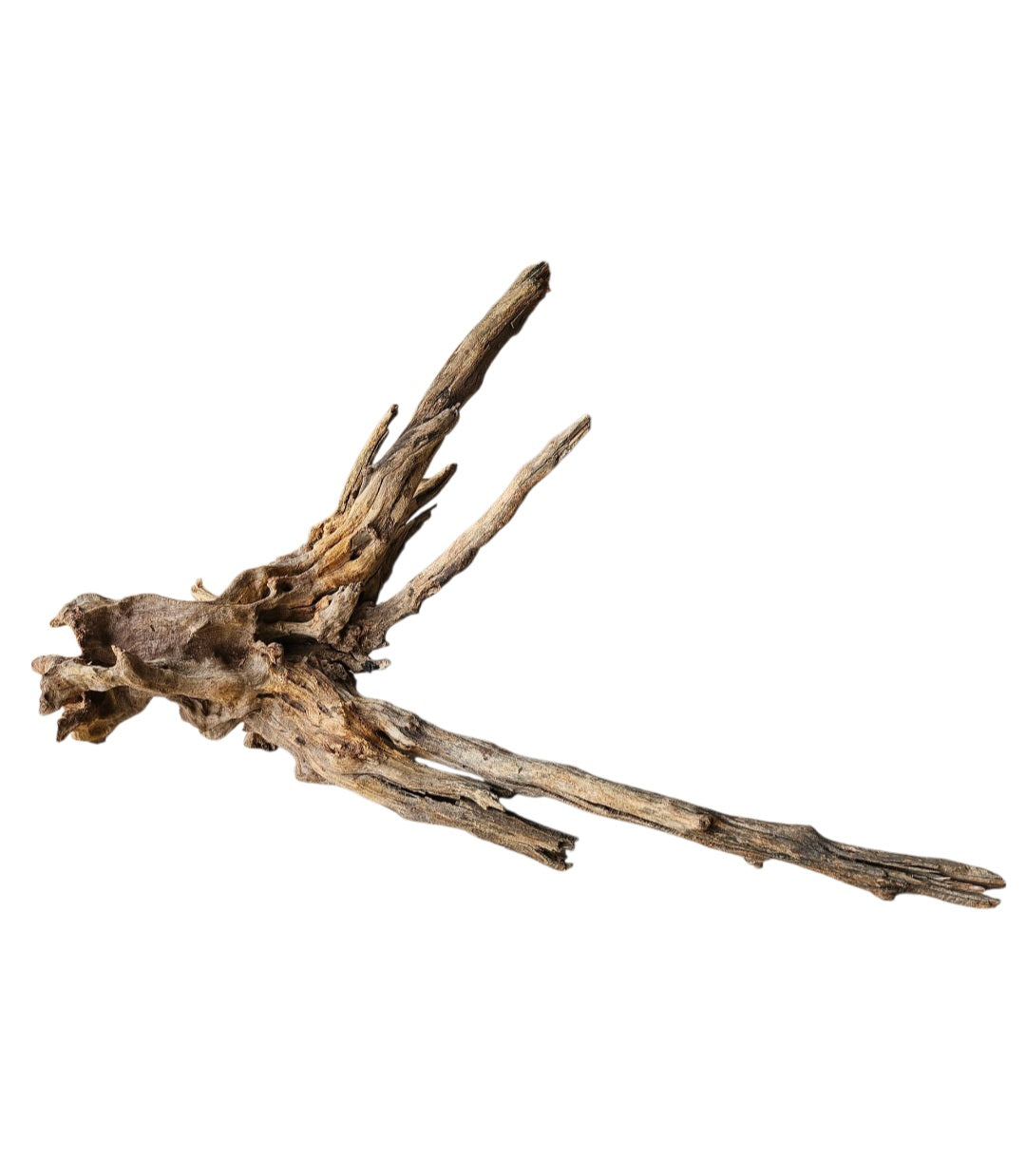 Coral Sinker Wood   Nr. 897