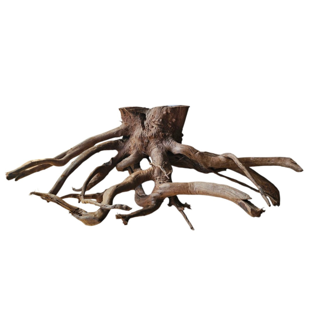 Dunkle Moorwurzel 40-55 cm   Wurzel401